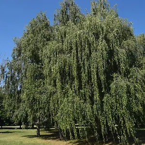 Al Salice Tranquillità Nel Verde Via Amendola 24 , Busto Arsizio Italia